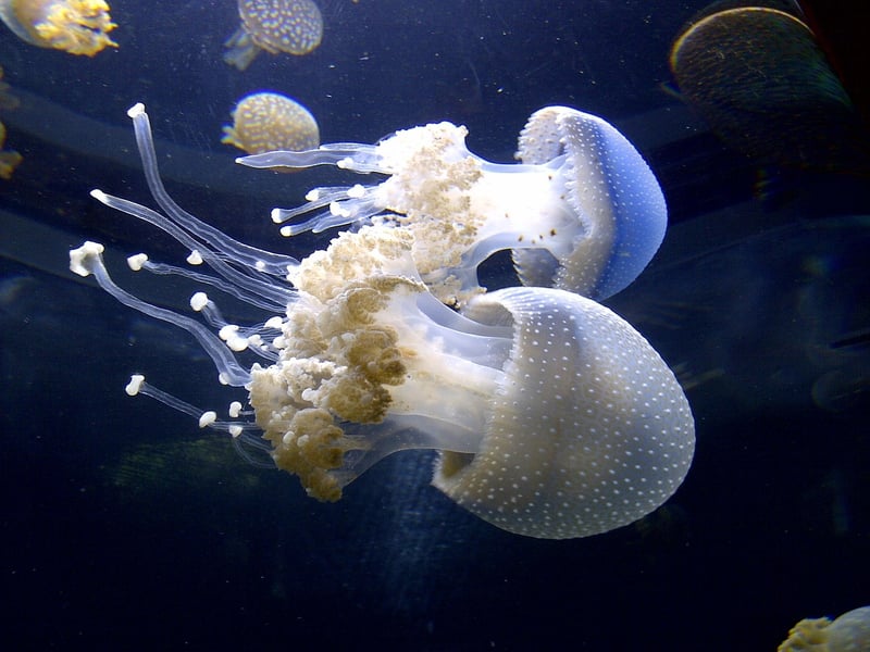 Scuba Diving Image